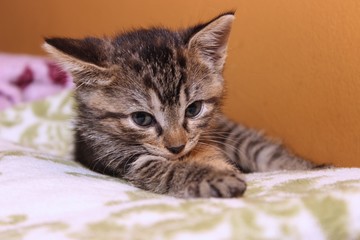 ADORABLE BROWN TABBY KITTEN