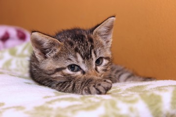 ADORABLE BROWN TABBY KITTEN