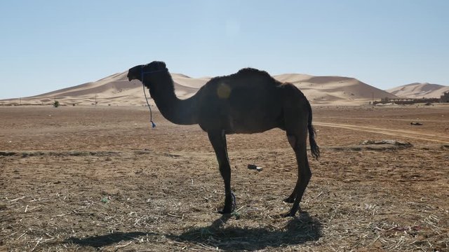 Dromedary walking in Moroccan Sahara desert with sand dunes in the background &ndash; 4K