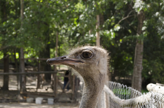 Close up of ostrich in the farm