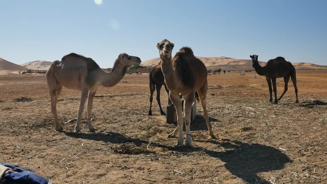 Dromedary walking in Moroccan Sahara desert with sand dunes in the background &ndash; 4K