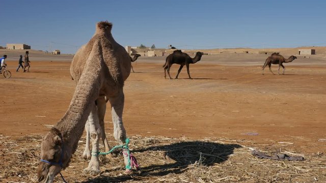 Dromedary walking in Moroccan Sahara desert with sand dunes in the background &ndash; 4K