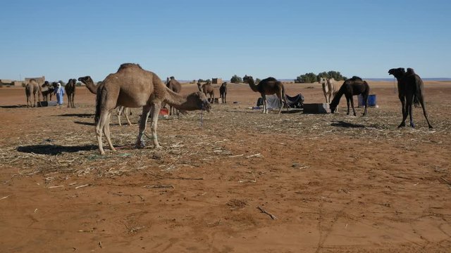 Dromedary walking in Moroccan Sahara desert with sand dunes in the background &ndash; 4K