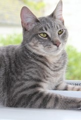 BEAUTIFUL GRAY TABBY CAT