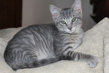 BEAUTIFUL GRAY TABBY KITTEN