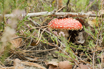 amanita in forest