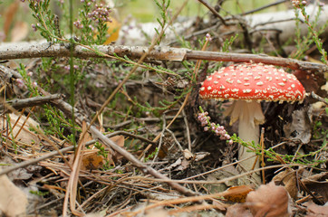amanita in forest