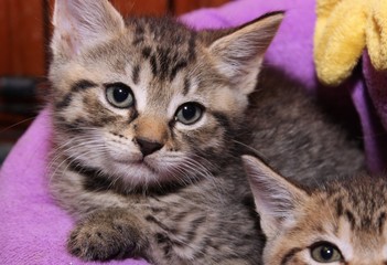 FLUFFY BROWN TABBY KITTENS