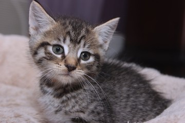 FLUFFY BROWN TABBY KITTENS
