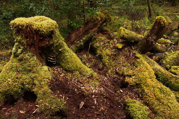 Moss on trees at Franklin River Nature Trail in Tasmania
