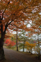 Fototapeta premium 湖畔の紅葉２