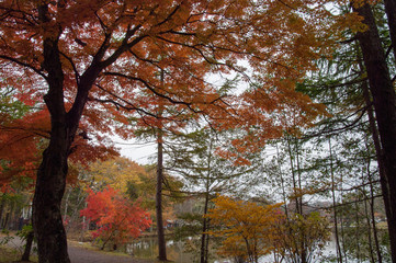 Fototapeta premium 湖畔で紅葉する木々