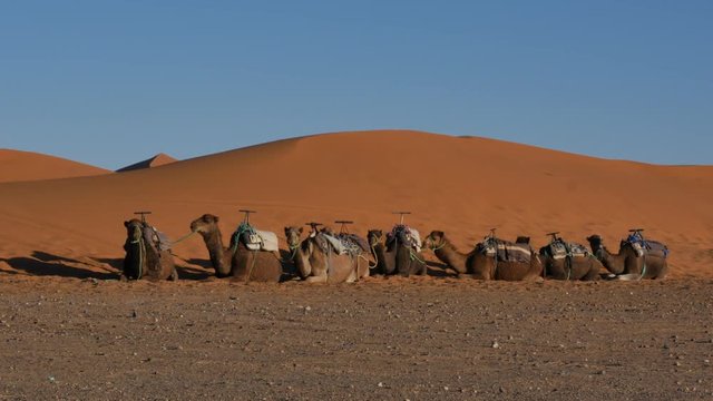 Dromedary resting in Moroccan Sahara desert with sand dunes in the background &ndash; 4K