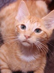 HANDSOME ORANGE TABBY KITTEN