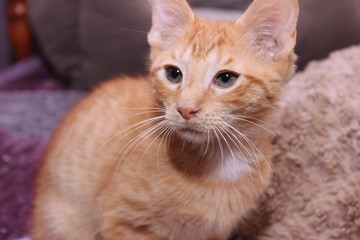 HANDSOME ORANGE TABBY KITTEN
