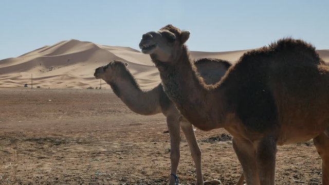 Dromedary walking in Moroccan Sahara desert with sand dunes in the background &ndash; 4K