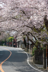 桜並木