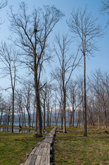 湖畔の木々