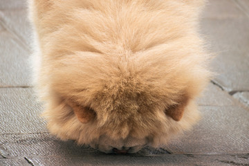 Fluffy dog smells, this pet has a vaporous and clean hair - The Chow Chow (sometimes simply Chow) is a dog breed originally from northern China