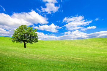Fototapeta na wymiar A tree on a lighted green hill under a blue sky with clouds