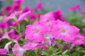 Petunia or Petunia exserta flower , Petunioideae.
