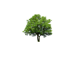 Tree isolated on a white background