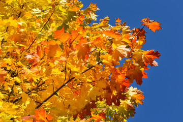 Color maple leaves and on branches. Autumn colors. Yellow, red against the blue sky