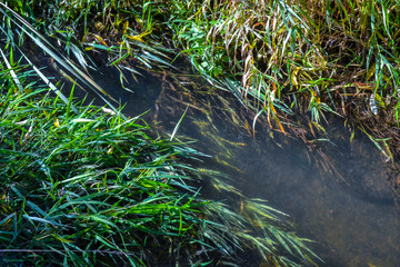 The shallow stream and coastal plants spread in the direction of water movement