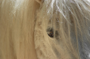 Oko Kucyka © Ola i Eryk