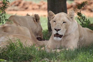 Löwe, Park, Johannesburg, Südafrika, Safari