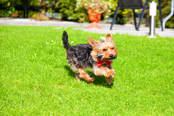 Yorkshire terrier with red bow, runs with toy in the mouth