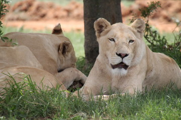 Fototapeta na wymiar Löwe, Park, Johannesburg, Südafrika, Safari