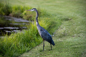 Great blue heron