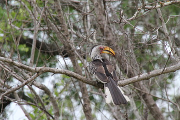 bird, nashornvögel, schnabel, tukan, tier, natur © Cavit Genctuerk