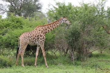 Naklejka na ściany i meble Giraffe, Safari, Hals, lang, Afrika