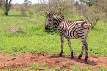 zebra, afrika, tier, wild lebende tiere, safari, säugetier, schwarz, weiss, streifen