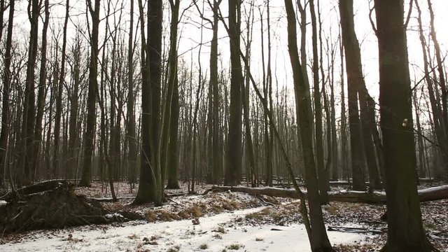 Wetland floodplain forest covered with snow in winter, landscape of Poodri, protected landscape area, very nice, world-wide wetland territory of the Ramsar Convention, Bartosovicky luh, Czech Republic