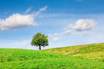 Fototapeta na wymiar Tree on a green hill on a sunny day