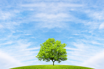 Fototapeta na wymiar Green oak on a hill against a blue sky