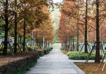 A forest city park in Chongqing, China