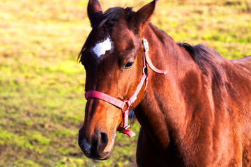 Portrait of a brown horse 
