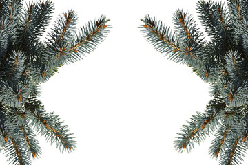 Spruce branches isolated on a white background