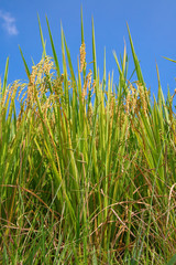 Obraz premium Longji Rice Terraces