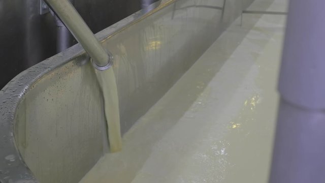 Milk pouring into cheese making vat for processing at factory