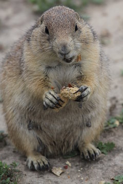 Upright picture of Prairie dog eating peanuts