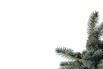 Spruce branches isolated on a white background