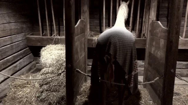 Horse standing in stall with hay in the box. Old time black and white footage.