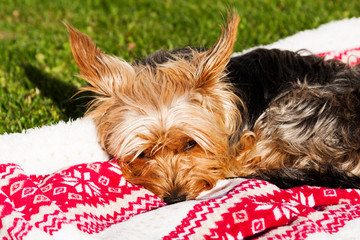 Yorkshire terrier resting on a blanket spread out over a green grass in a garden.