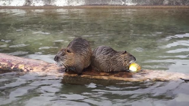 Beaver sitting on wood in water and eating 