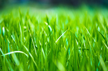 Green wheat field. Grass and plant.